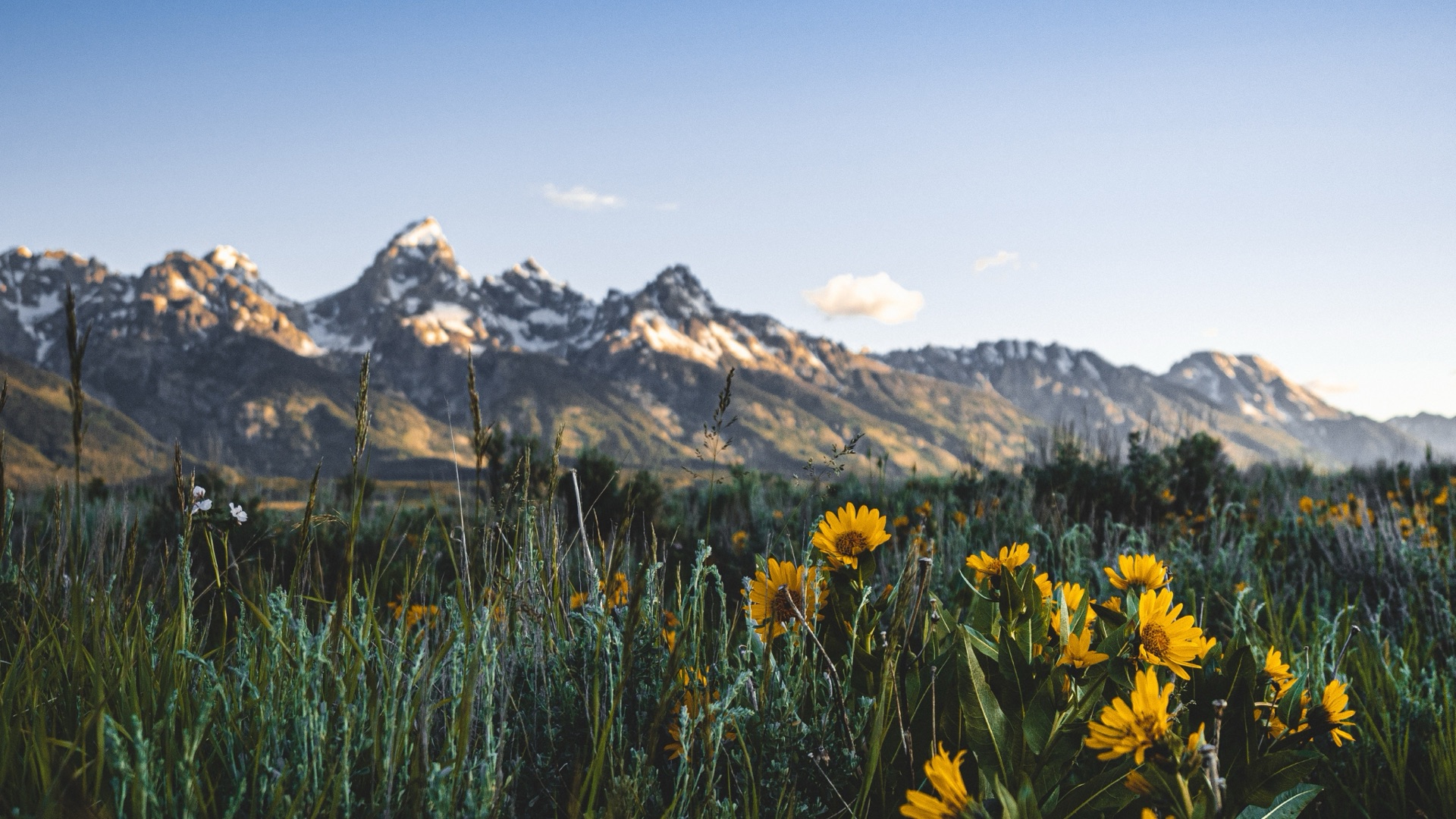 Teton mountain range across a wildflower meadow